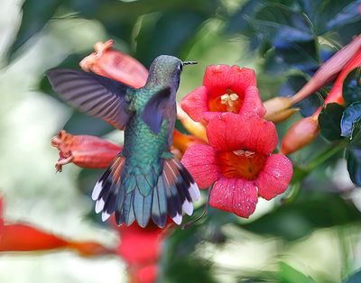 Broad-tailed Hummingbird