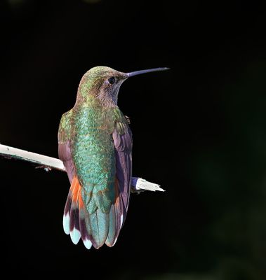 Broad-tailed Hummingbird