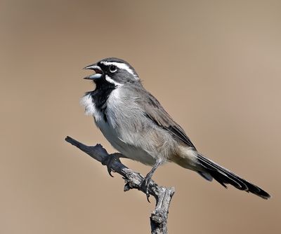 Black-throated Sparrow