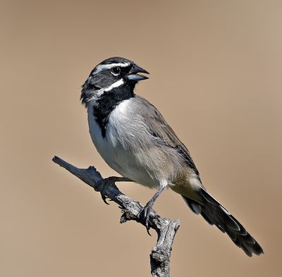 Black-throated Sparrow
