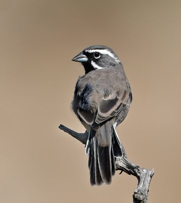 Black-throated Sparrow