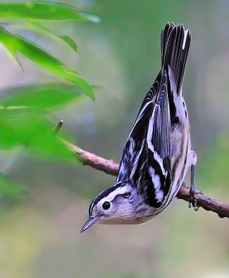 Black-and-white Warbler