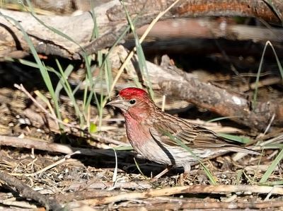 Cassin's Finch