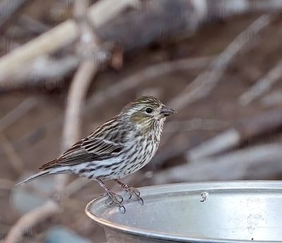 Cassin's Finch 