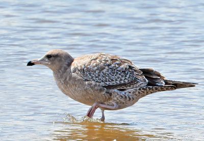 California Gull 