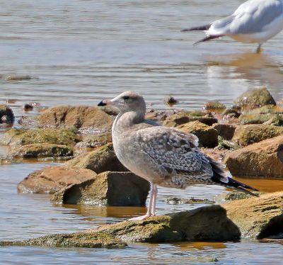 California Gull