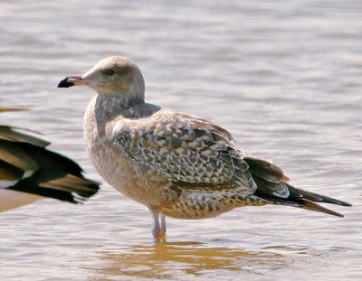 California Gull