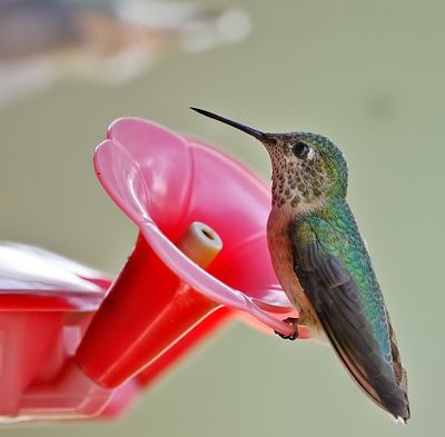 Calliope Hummingbird