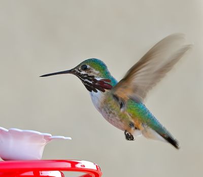 Calliope Hummingbird