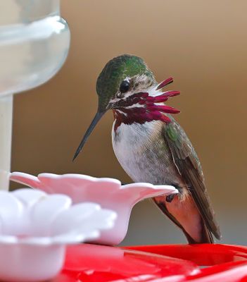 Calliope Hummingbird