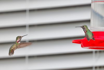 Calliope Hummingbirds