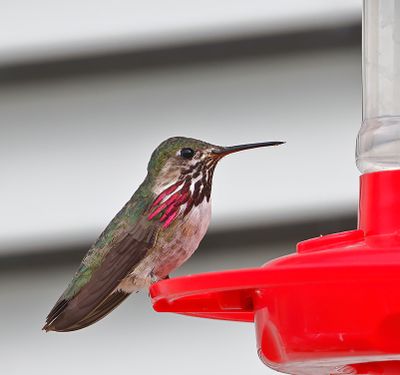 Calliope Hummingbird