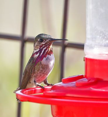 Calliope Hummingbird