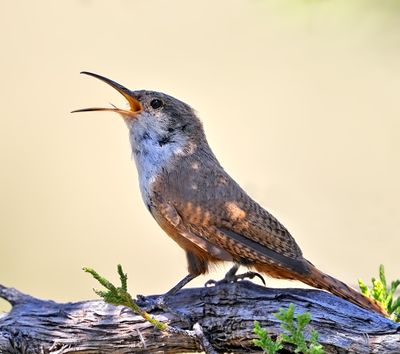 Canyon Wren