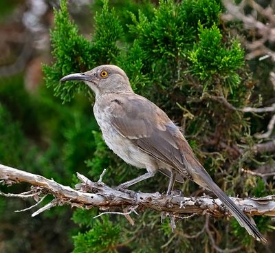 Curve-billed Thrasher