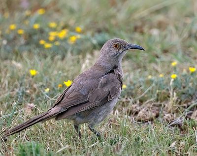 Curve-billed Thrasher