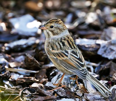 Clay-colored Sparrow