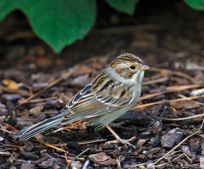 Clay-colored Sparrow