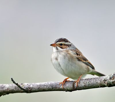 Clay-colored Sparrow