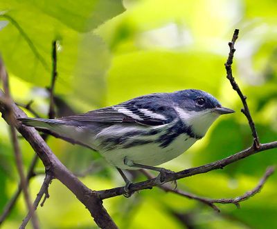 Cerulean Warbler