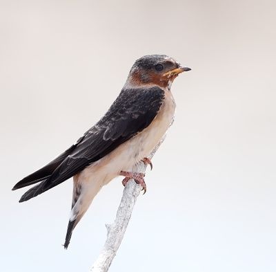 Cliff Swallow