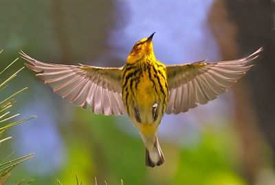 Cape May Warbler