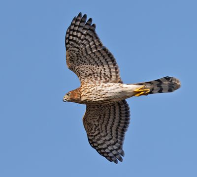 Cooper's Hawk