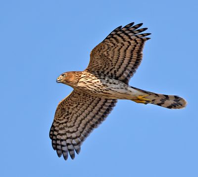Cooper's Hawk