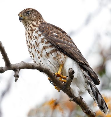 Cooper's Hawk