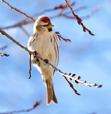 Common Redpoll
