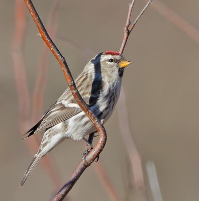 Common Redpoll