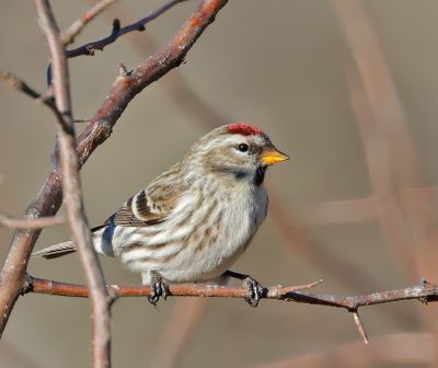 Common Redpoll