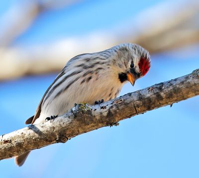 Common Redpoll