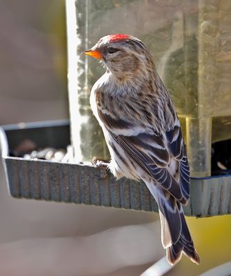Common Redpoll