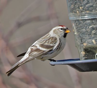 Common Redpoll