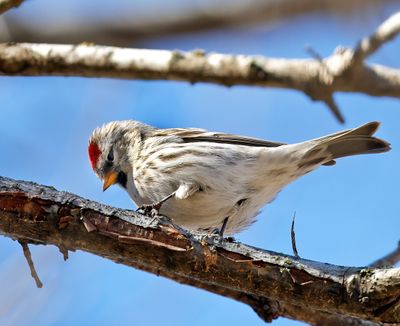 Common Redpoll