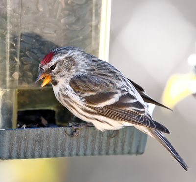 Common Redpoll