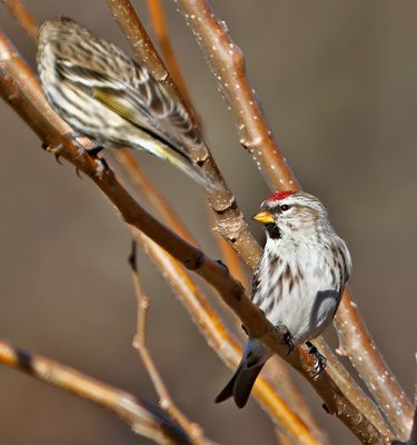 Common Redpoll