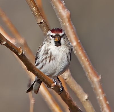 Common Redpoll
