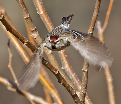 Common Redpoll