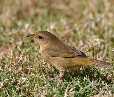Common Yellowthroat