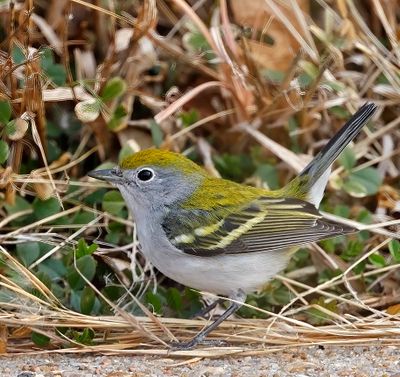 Chestnut-sided Warbler