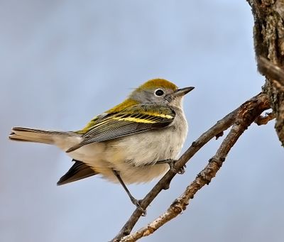 Chestnut-sided Warbler