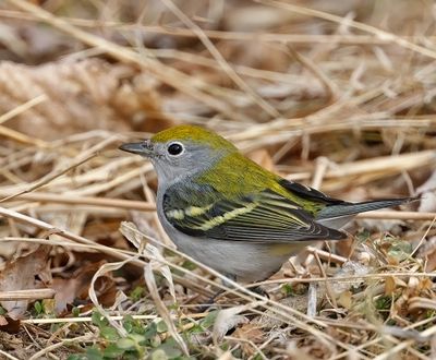 Chestnut-sided Warbler