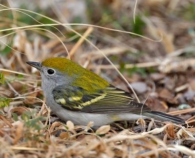 Chestnut-sided Warbler