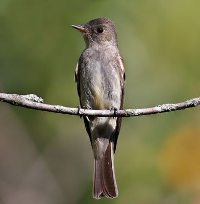 Eastern Wood-Pewee