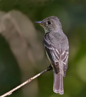 Eastern Wood-Pewee