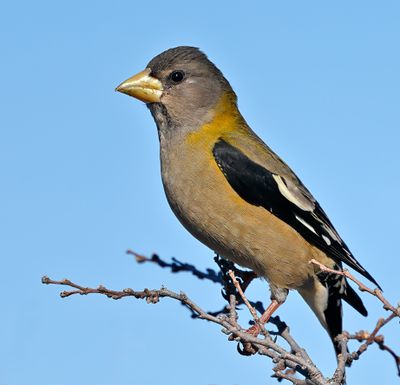 Evening Grosbeak