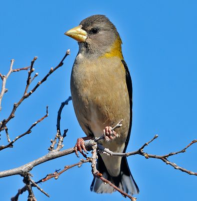 Evening Grosbeak