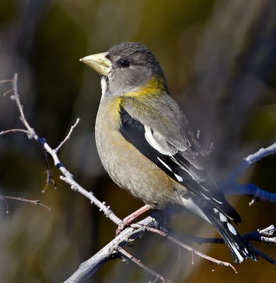 Evening Grosbeak